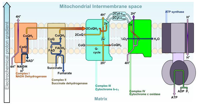 electron transport chain including cytochrome c reductase schematic