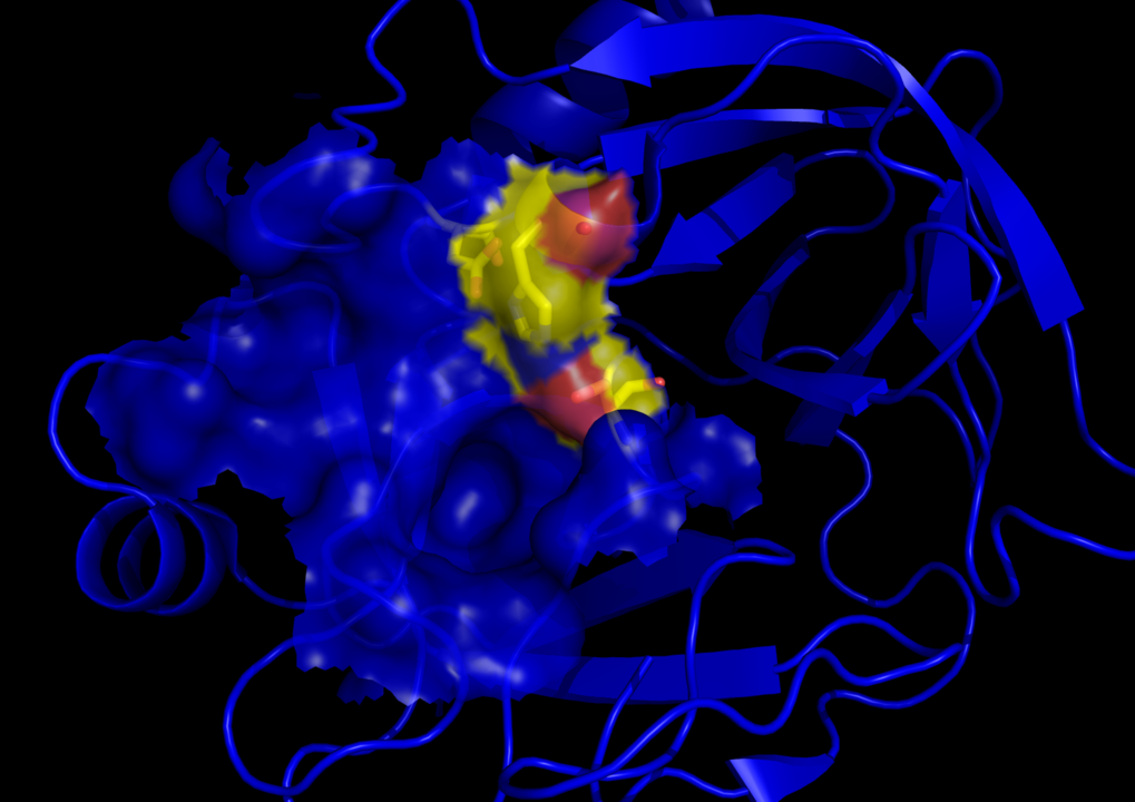 trypsin structure